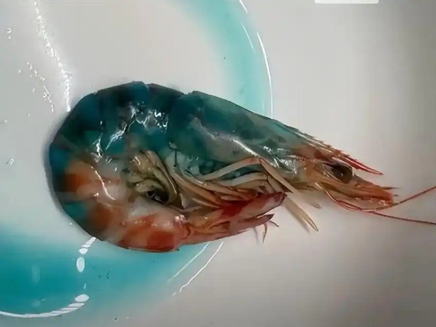 蝦煮熟&ldquo;藍(lán)得嚇人&rdquo;？盒馬：可正常食用